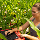 A Pivot Bio employee measures nitrogen levels in the crops in one of the company’s greenhouses in California in the US.